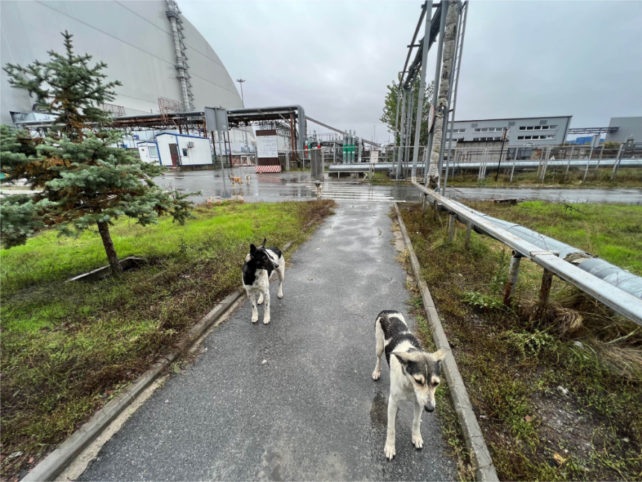 Những con chó sống ở vùng cấm Chernobyl có dị biệt về gene - 2