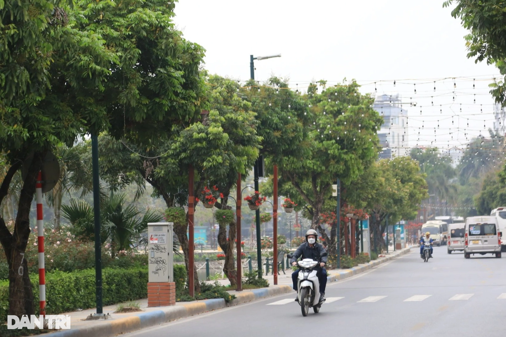 Sở Xây dựng Hà Nội nói về đề nghị di chuyển 55 cây ở phố Vũ Tuấn Chiêu - 1