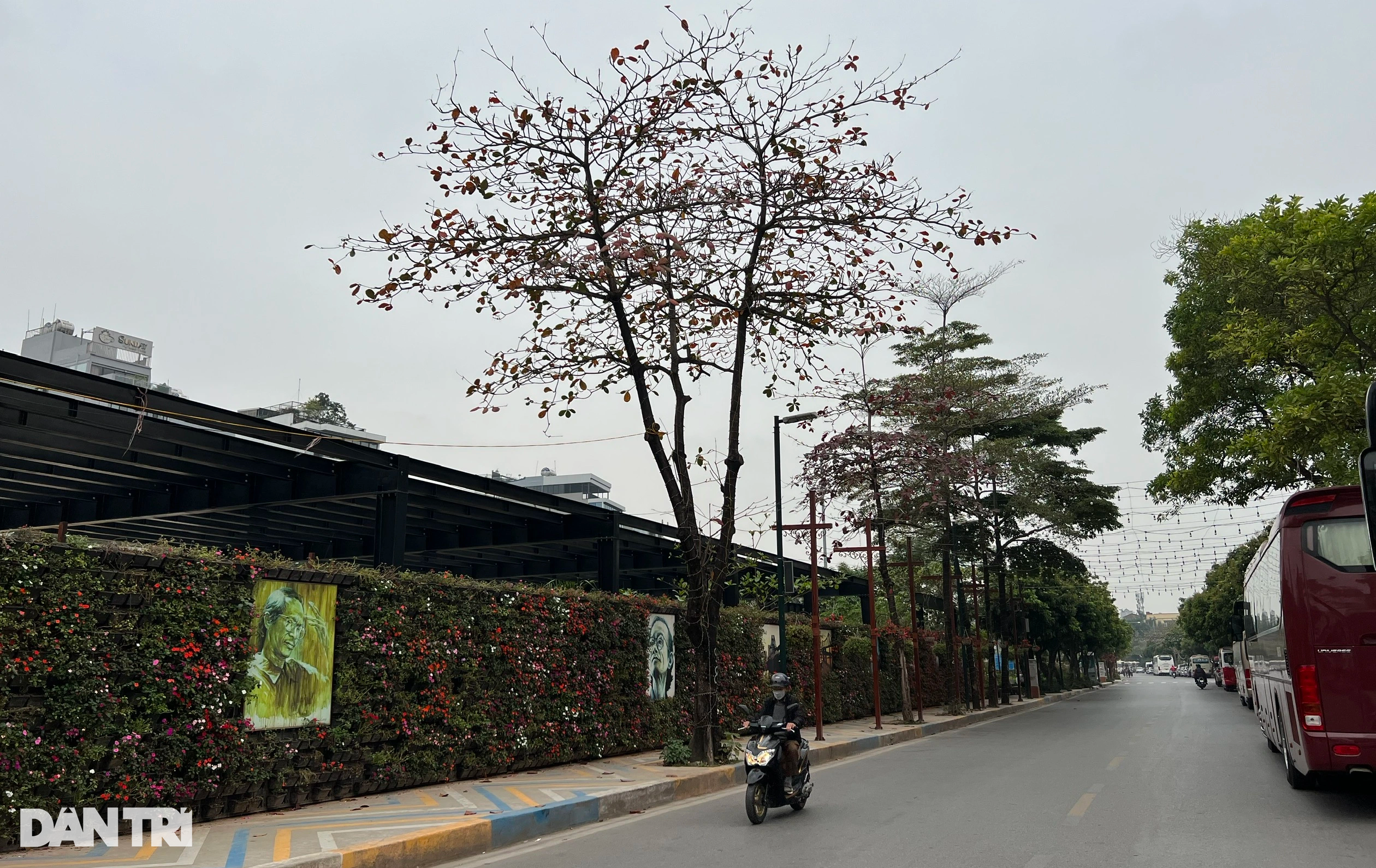 Sở Xây dựng Hà Nội nói về đề nghị di chuyển 55 cây ở phố Vũ Tuấn Chiêu - 5