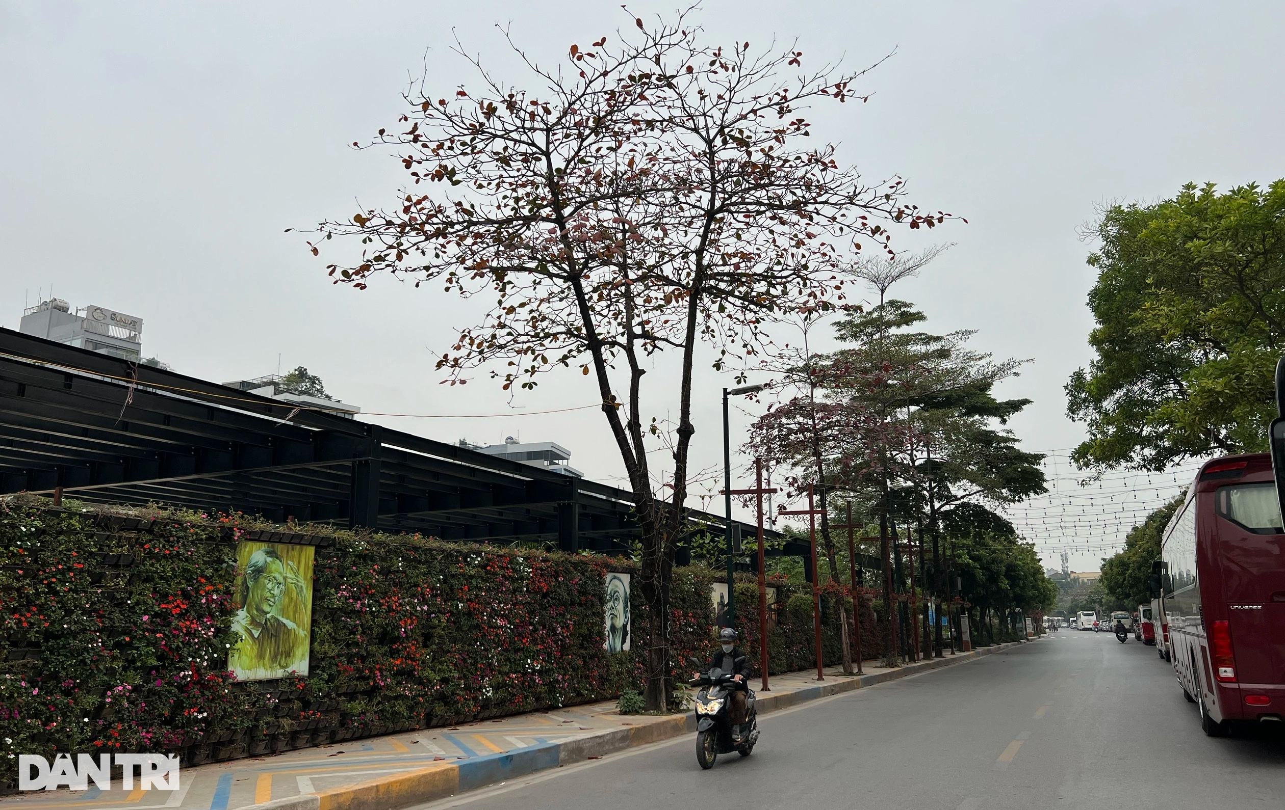 Sở Xây dựng Hà Nội nói về đề nghị di chuyển 55 cây ở phố Vũ Tuấn Chiêu - 5 Sở Xây dựng Hà Nội nói về đề nghị di chuyển 55 cây ở phố Vũ Tuấn Chiêu - 5
