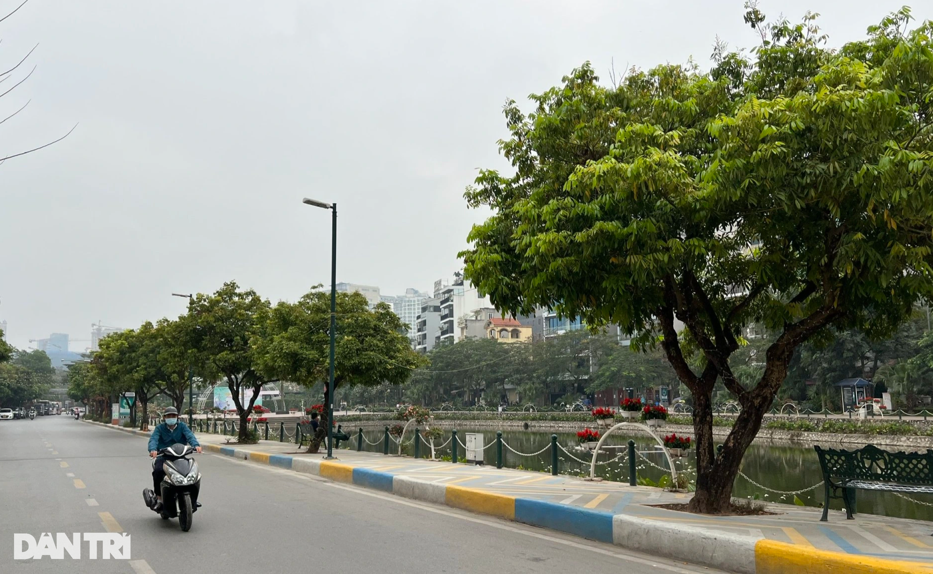 Sở Xây dựng Hà Nội nói về đề nghị di chuyển 55 cây ở phố Vũ Tuấn Chiêu - 2