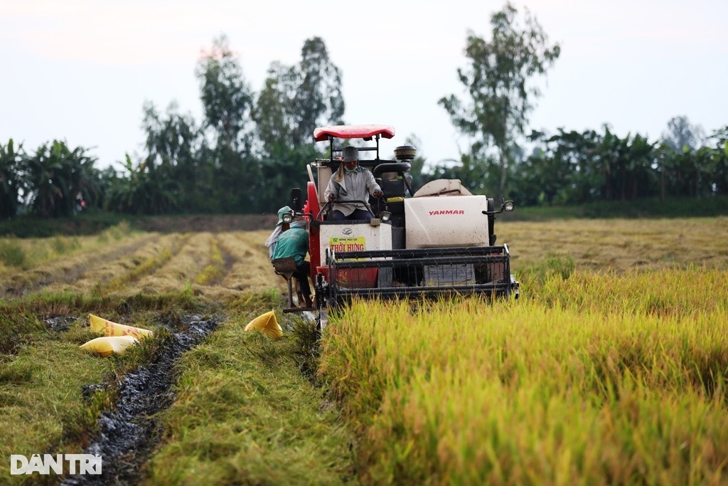 Bán gạo giá cao cho Mỹ, châu Âu, nông dân làm chủ những cánh đồng triệu đô - 1