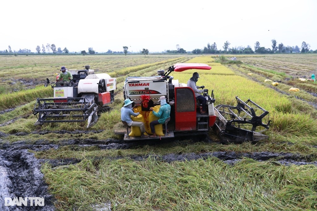 Làm thế nào để nông dân cường quốc lúa gạo giàu lên? - 4