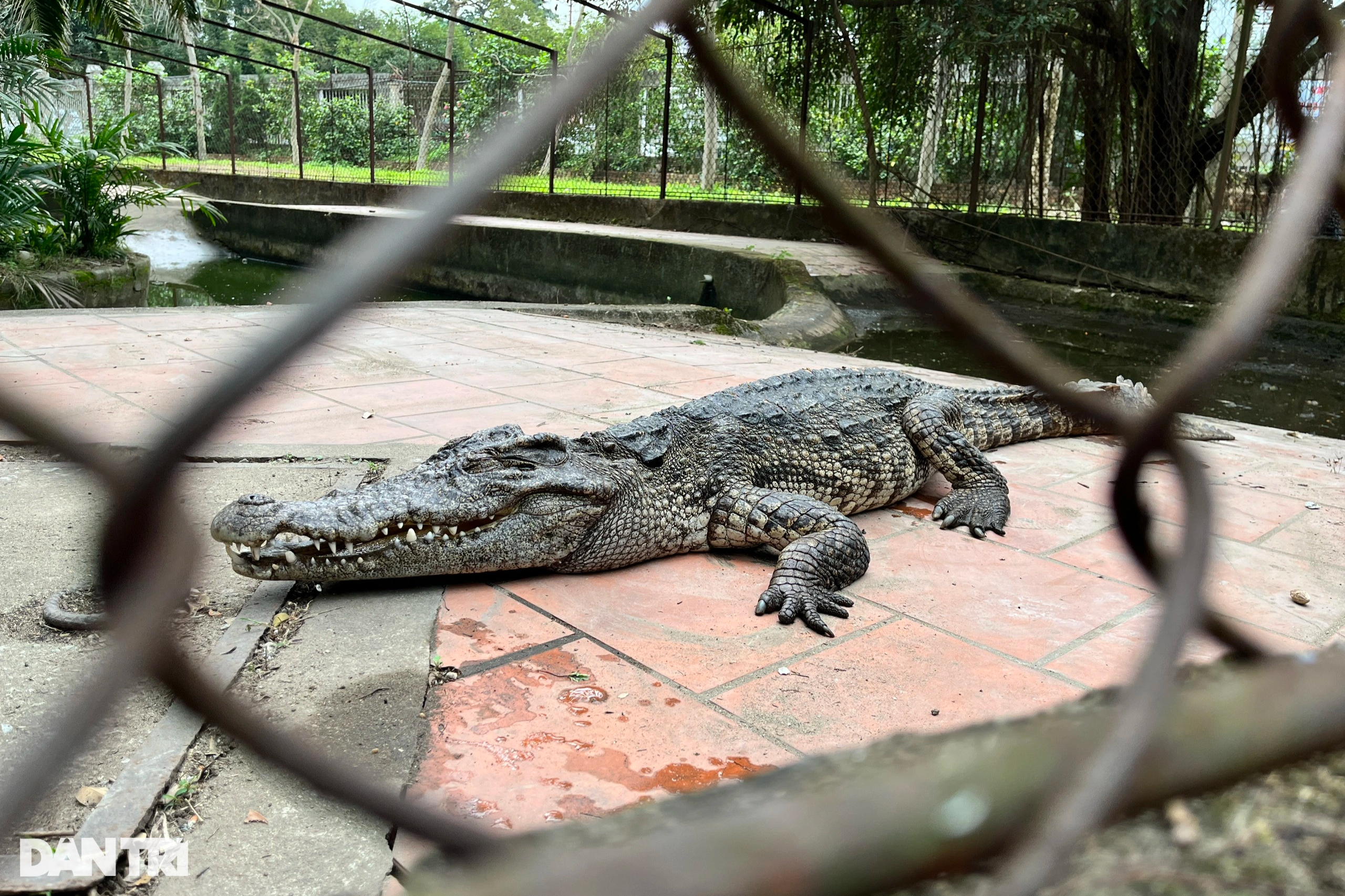 Vụ xin thả đàn cá sấu về tự nhiên: Sẽ tấn công người dân, rất nguy hiểm - 1