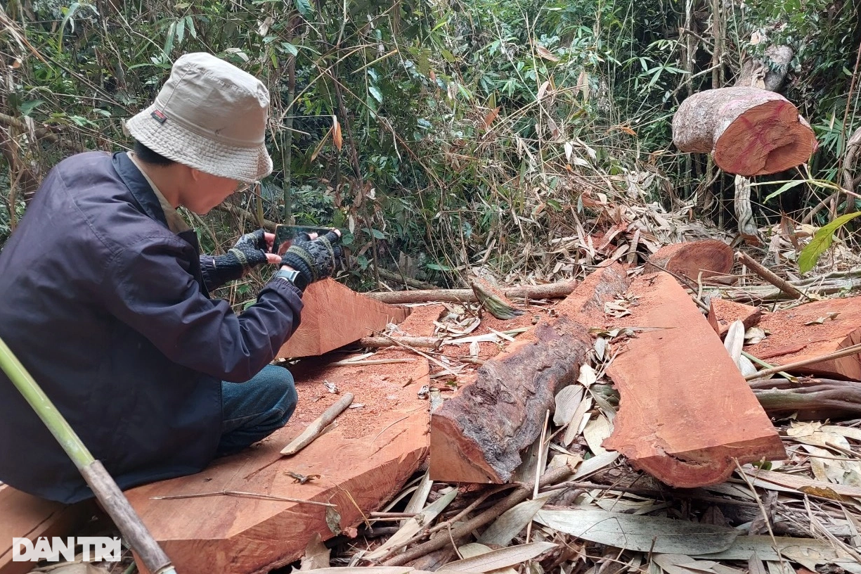 Cây rừng bị đốn hạ, Kiểm lâm Bình Định nói trách nhiệm do chủ rừng - 6