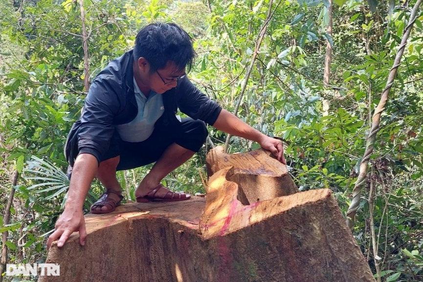 Cây rừng bị đốn hạ, Kiểm lâm Bình Định nói trách nhiệm do chủ rừng - 5