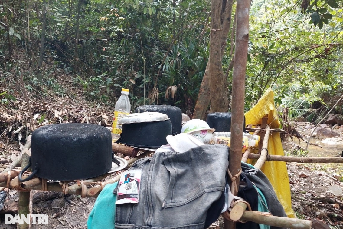 Cây rừng bị đốn hạ, Kiểm lâm Bình Định nói trách nhiệm do chủ rừng - 8