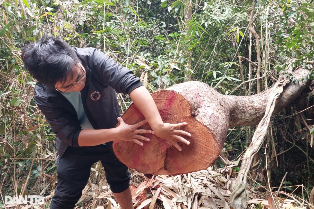 Cây rừng bị đốn hạ, Kiểm lâm Bình Định nói trách nhiệm do chủ rừng - 4