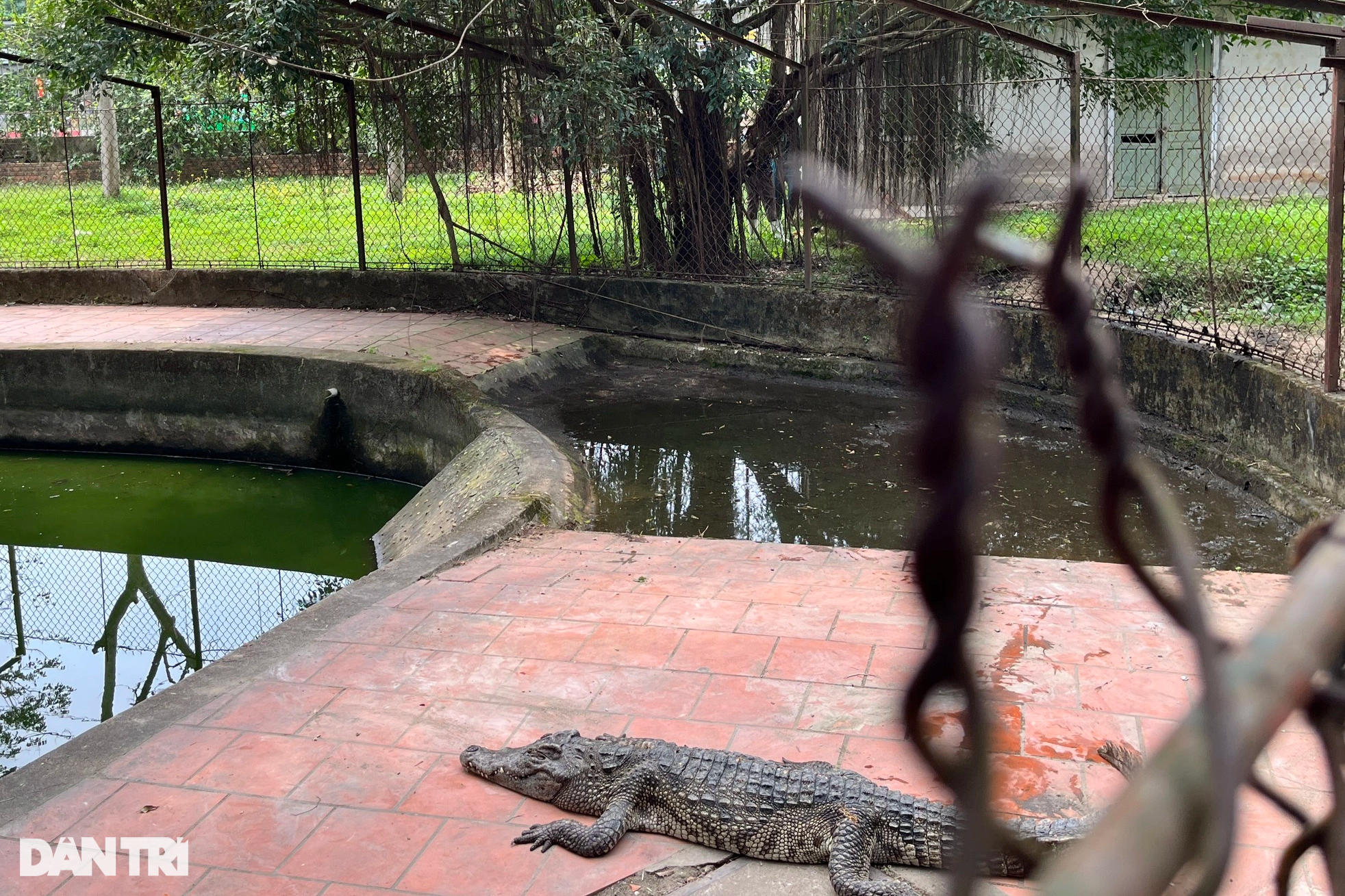 Vụ xin thả đàn cá sấu về tự nhiên: Sẽ tấn công người dân, rất nguy hiểm - 2