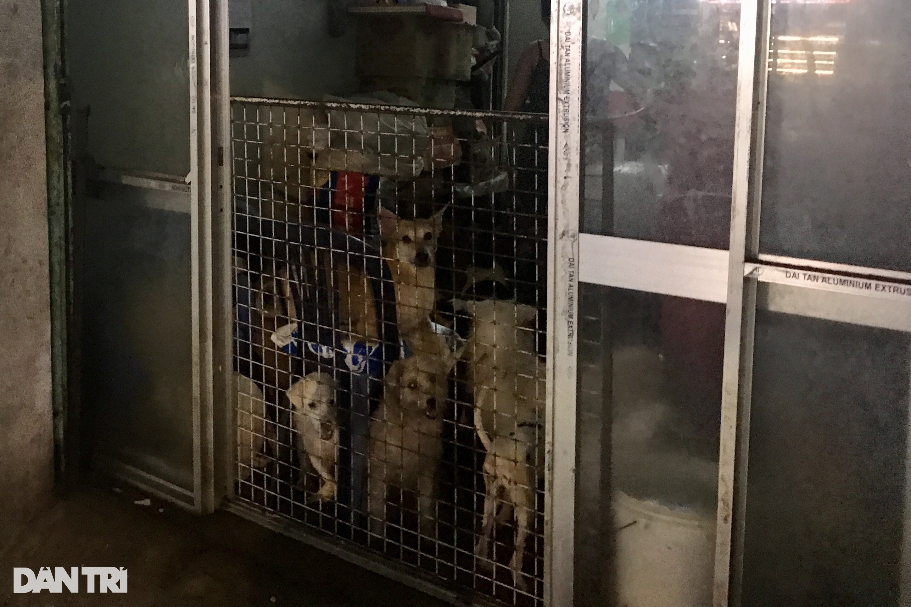 Hộ nuôi hơn 80 con chó ở TPHCM bị phạt 64 triệu đồng vì gây ô nhiễm - 1