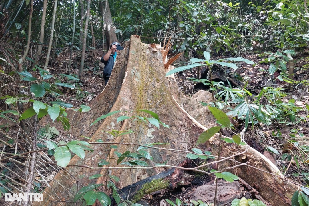 Cây rừng bị đốn hạ, Kiểm lâm Bình Định nói trách nhiệm do chủ rừng - 3