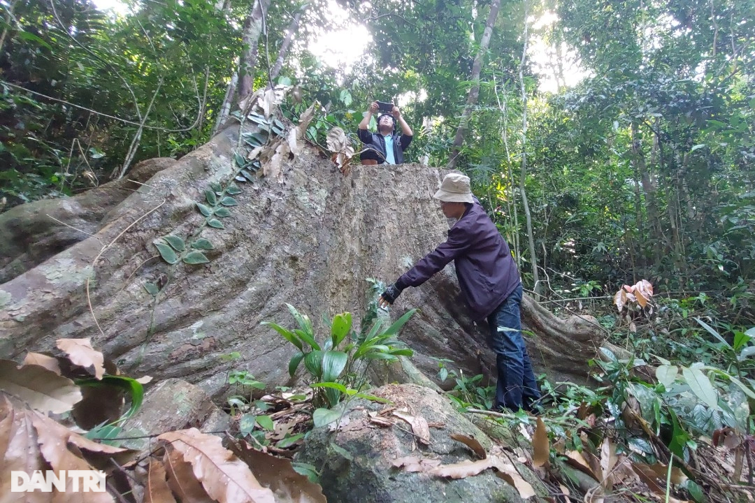 Cây rừng bị đốn hạ, Kiểm lâm Bình Định nói trách nhiệm do chủ rừng - 1
