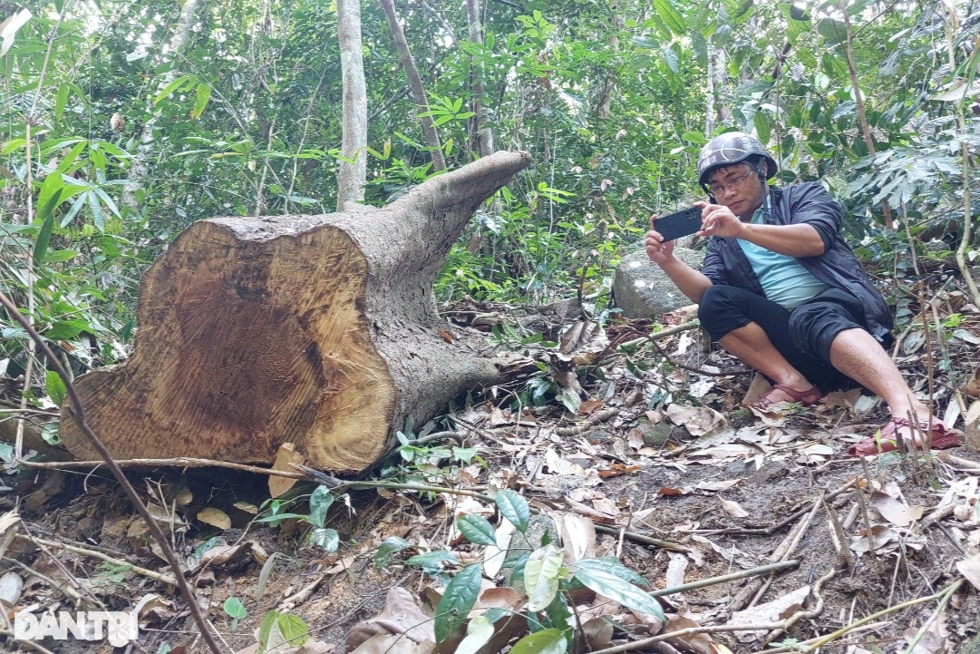 Cây rừng bị đốn hạ, Kiểm lâm Bình Định nói trách nhiệm do chủ rừng - 2