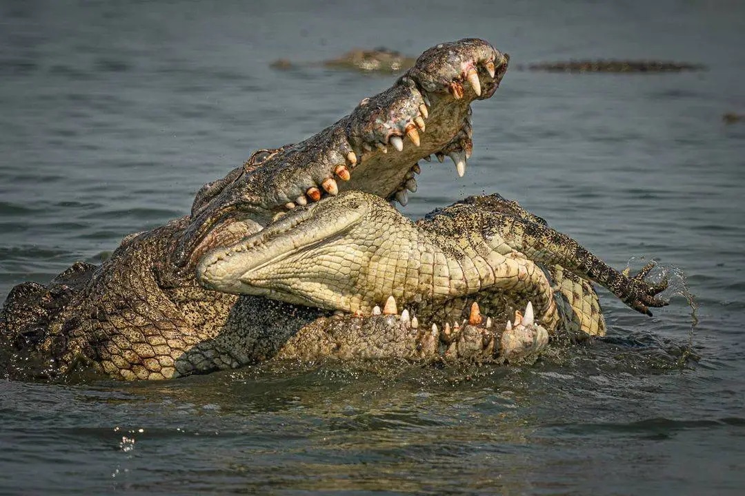 Cá sấu sông Nile sẵn sàng tấn công và ăn thịt đồng loại trong trường hợp thức ăn trở nên khan hiếm (Ảnh: Getty).