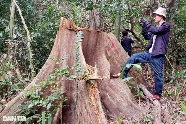  Công an vào cuộc điều tra vụ phá rừng phòng hộ ở Bình Định - 1