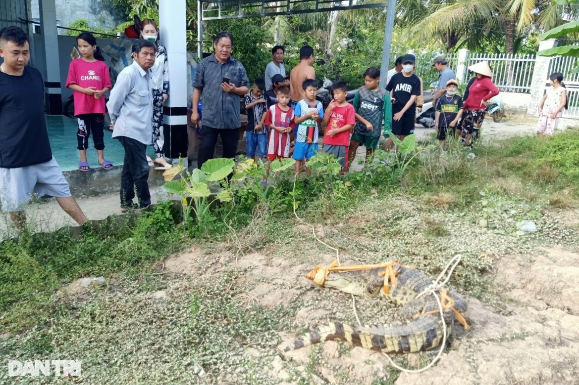 Người dân bắt được cá sấu nặng 20kg trong sân nhà ở Bạc Liêu - 4