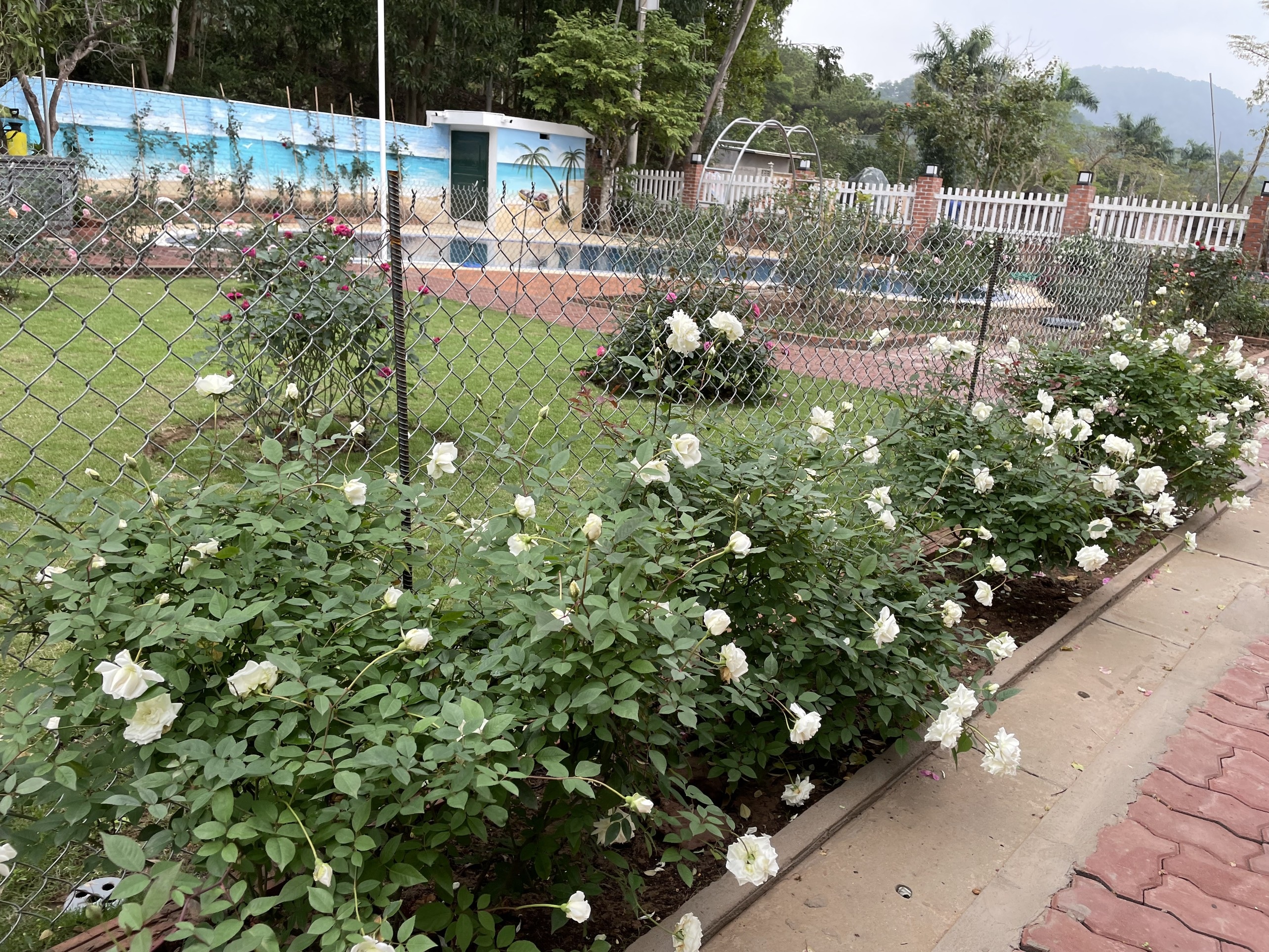 View - Ngôi nhà phong cách châu Âu, ngập hương hoa của nữ giáo viên Hà Nội | Báo Dân trí