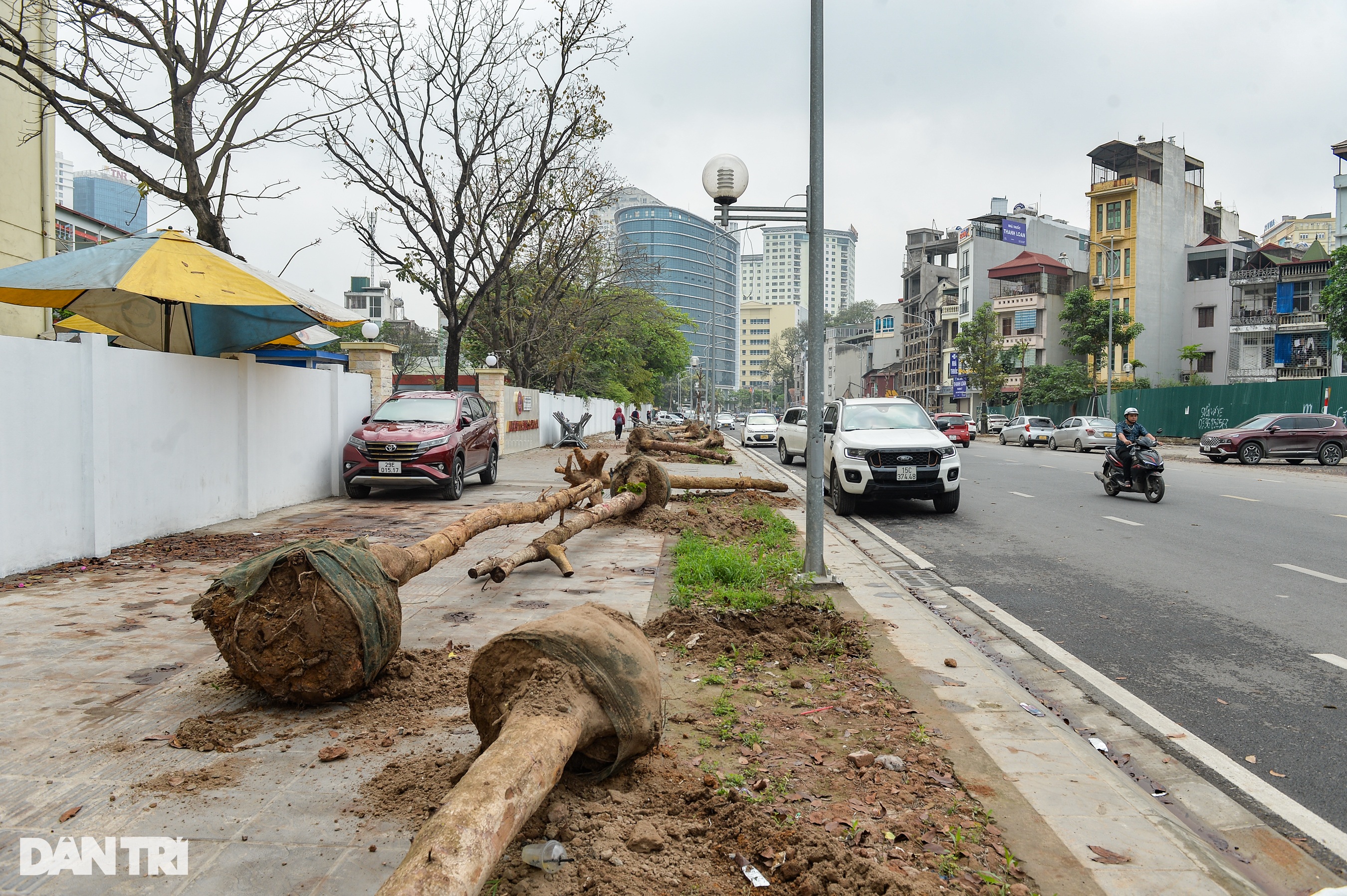 Hà Nội: Nhổ bỏ hàng loạt cây xanh chết khô trên tuyến đường 340 tỷ đồng - 1