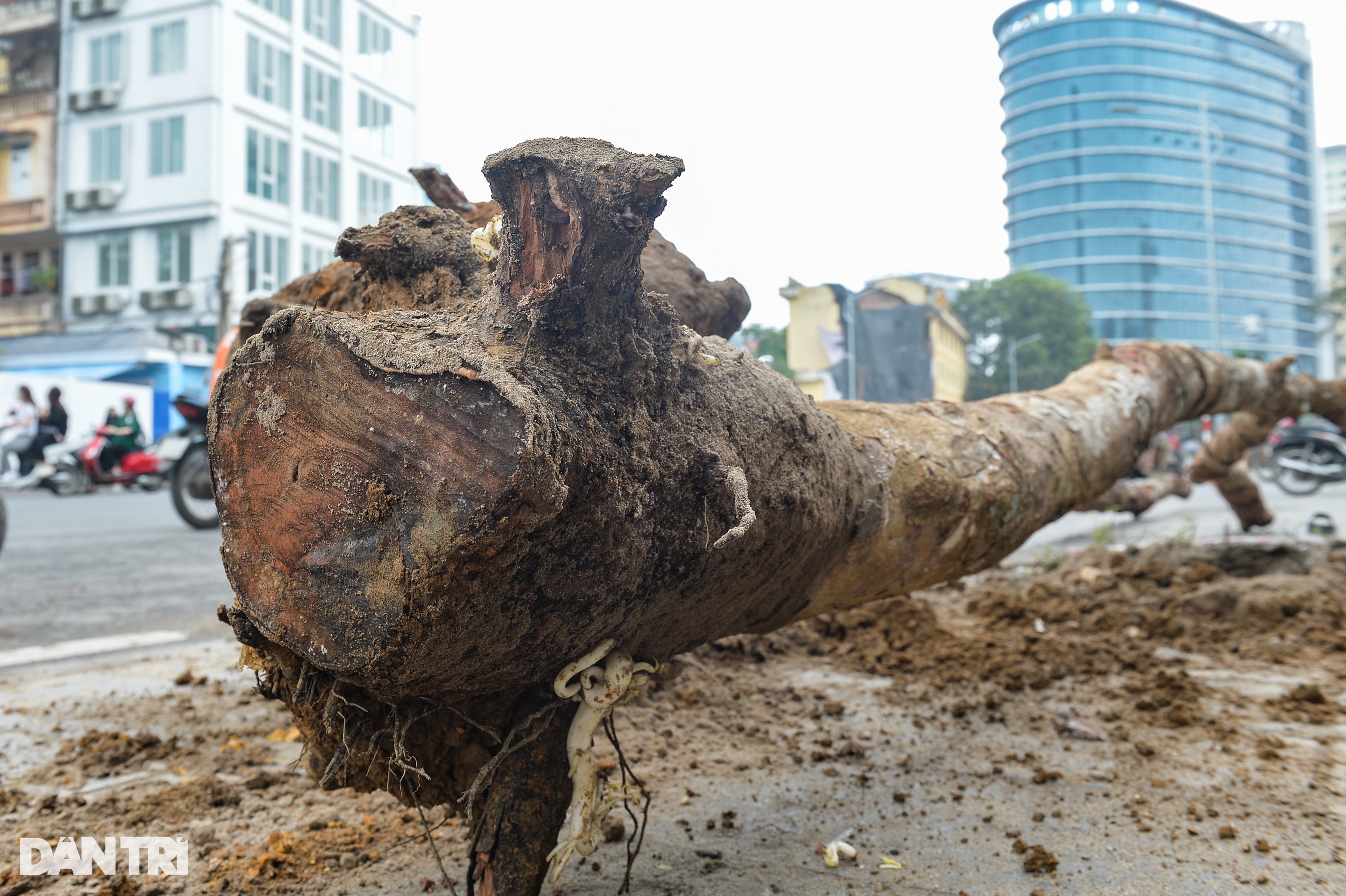 Hà Nội: Nhổ bỏ hàng loạt cây xanh chết khô trên tuyến đường 340 tỷ đồng - 3