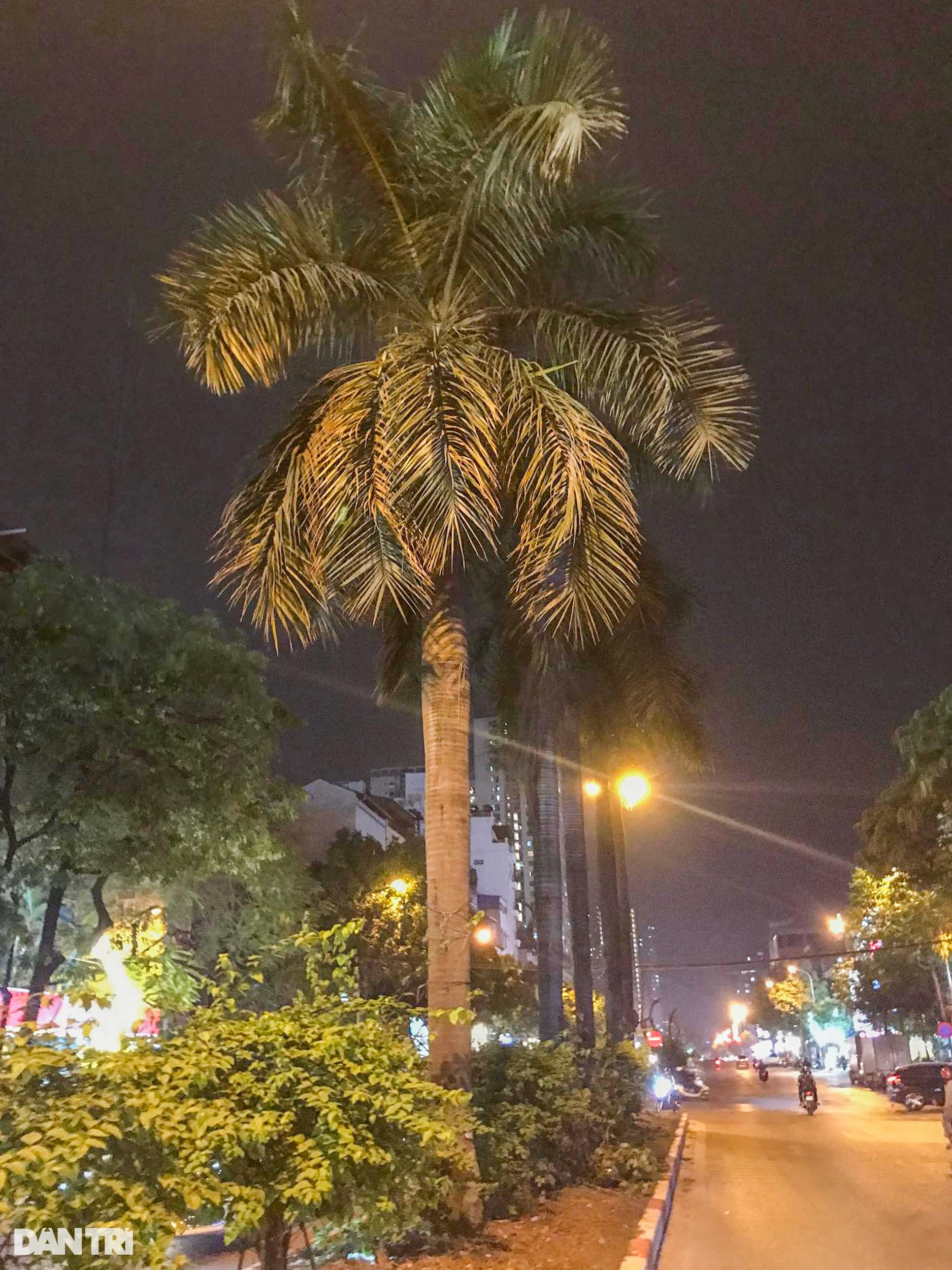 Hà Nội: Loạt cây cau vua cổ thụ trên đường Kim Đồng bị đốn hạ trong đêm - 2