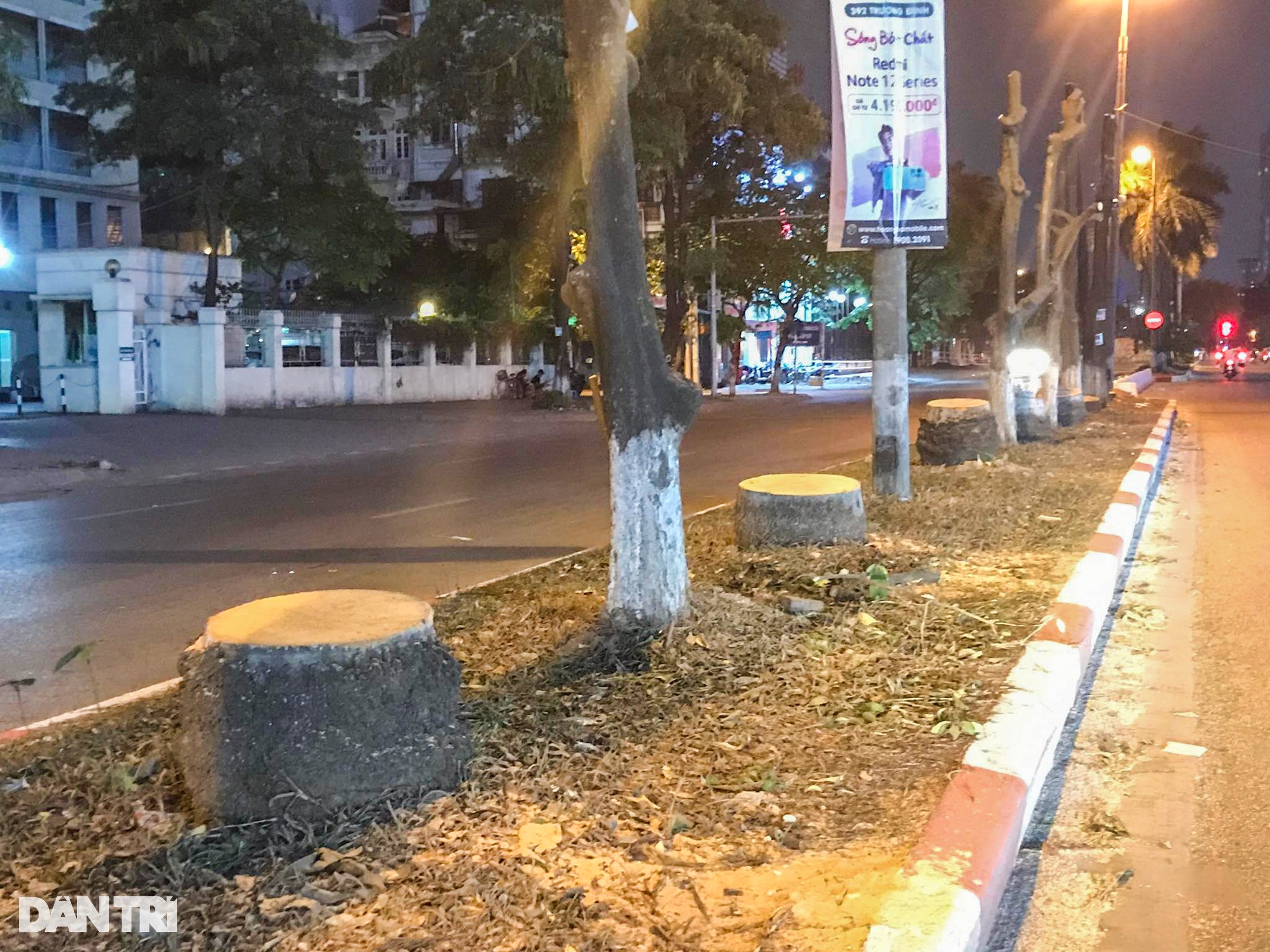 Hà Nội: Loạt cây cau vua cổ thụ trên đường Kim Đồng bị đốn hạ trong đêm - 1