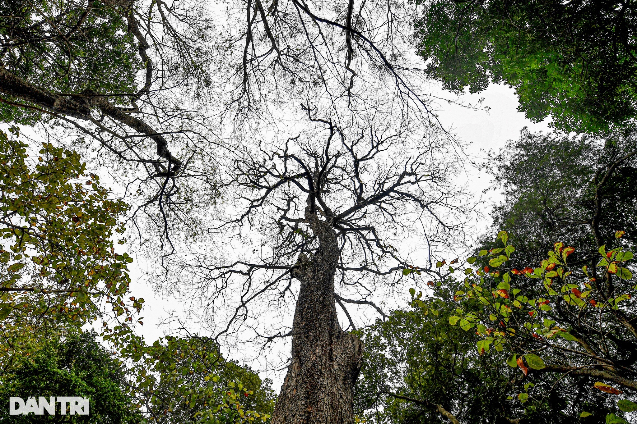 Cây muồng ngủ hơn 100 tuổi ở công viên Bách Thảo chết khô - 6