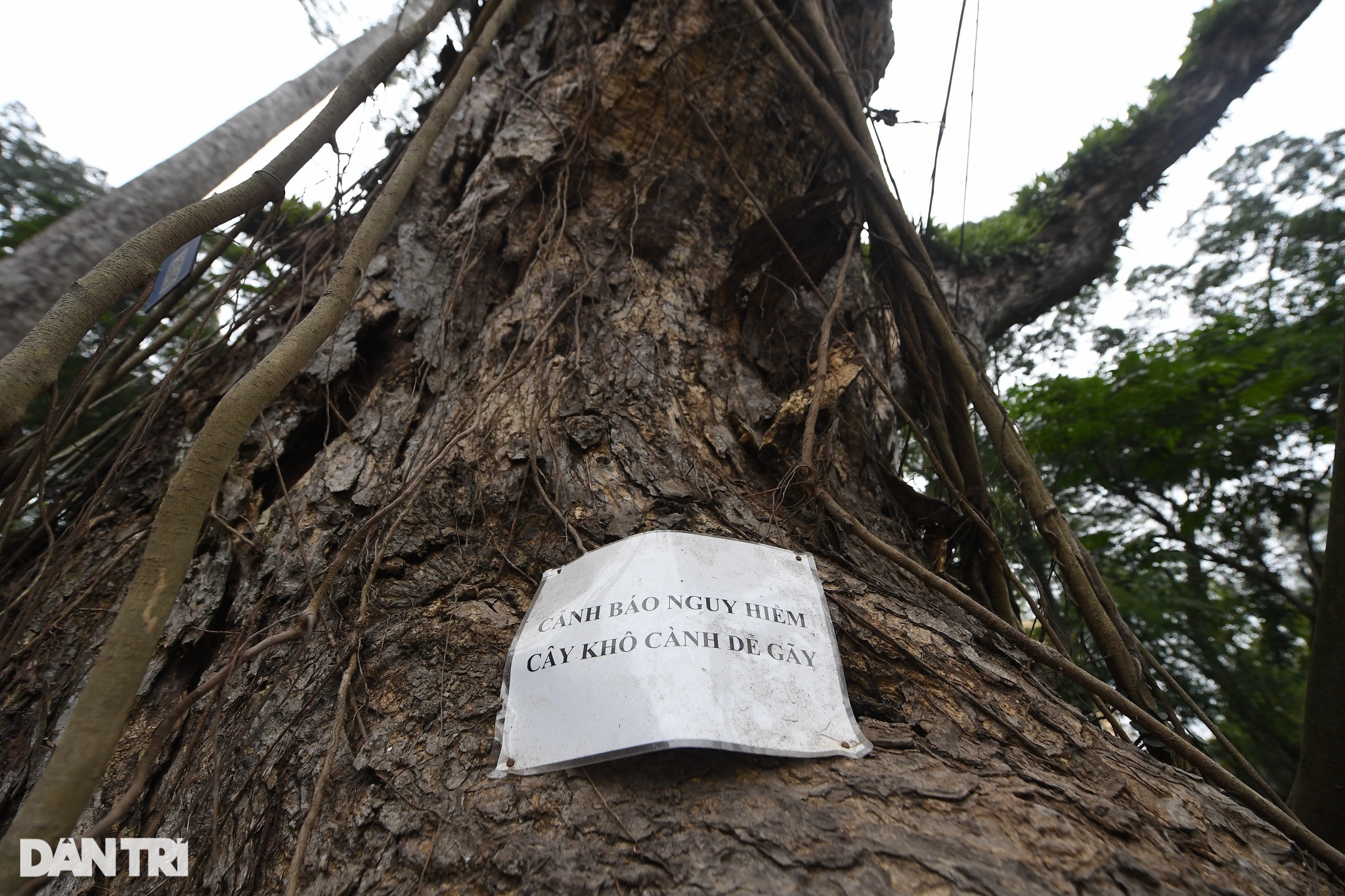 Cây muồng ngủ hơn 100 tuổi ở công viên Bách Thảo chết khô - 8