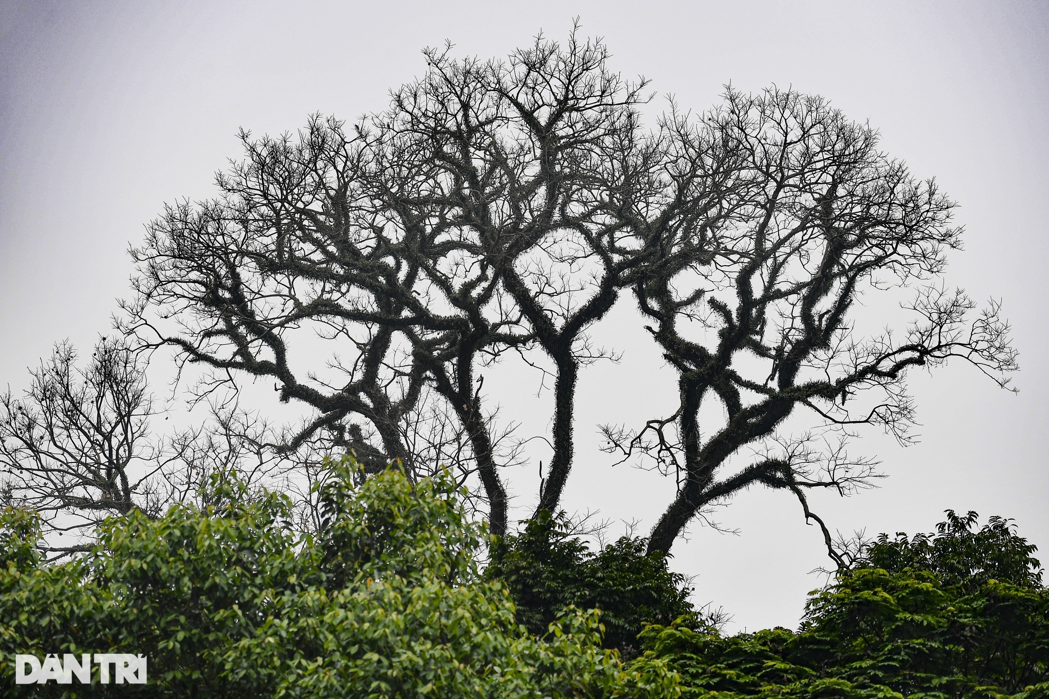 Cây muồng ngủ hơn 100 tuổi ở công viên Bách Thảo chết khô - 5