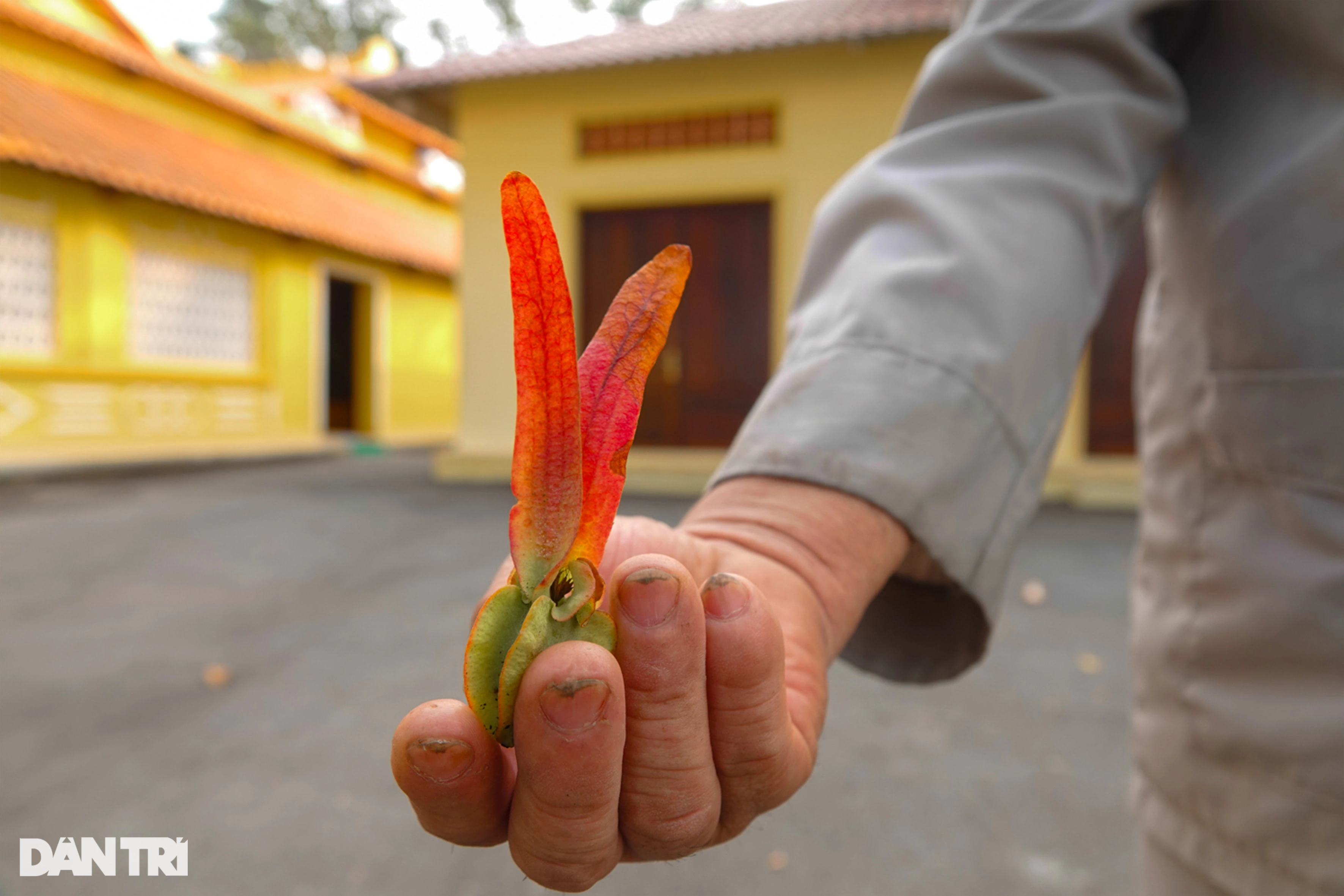 View - Chiêm ngưỡng cây dầu "khủng" 200 năm tuổi trên ngọn núi ở An Giang | Báo Dân trí
