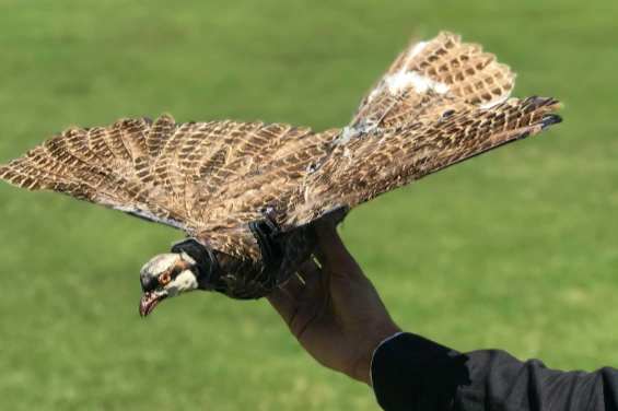 Des scientifiques américains réaniment des oiseaux morts pour les transformer en drones - 2 Các nhà khoa học Mỹ hồi sinh chim đã chết thành UAV - 2