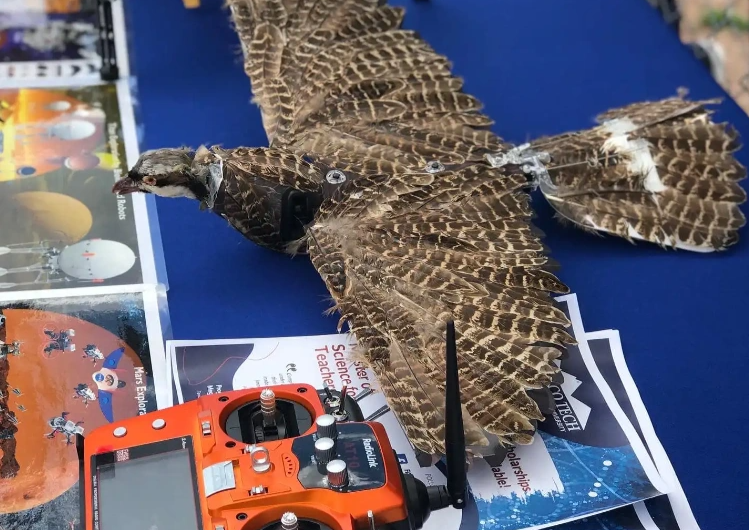 Des scientifiques américains réaniment des oiseaux morts pour les transformer en drones - 1 Các nhà khoa học Mỹ hồi sinh chim đã chết thành UAV - 1