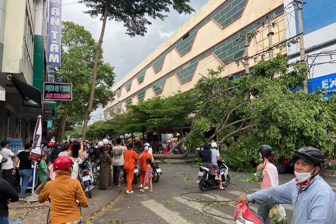 Người dân ùa ra đường cứu cô gái đi xe máy bị cây lớn đổ đè ngang người - 1