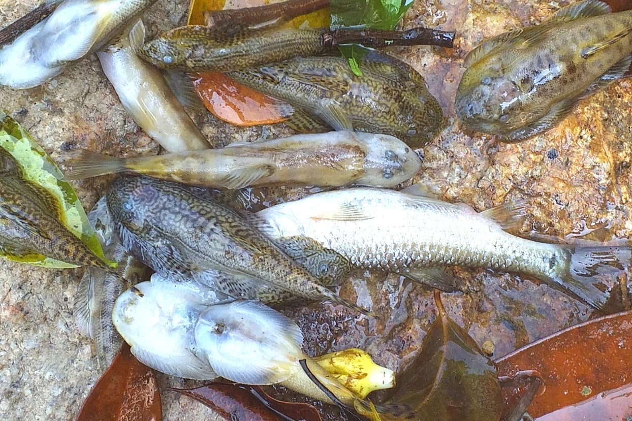 Vụ cá chết bất thường rải rác 4km mặt sông ở Quảng Nam: Nghi bị đầu độc - 1