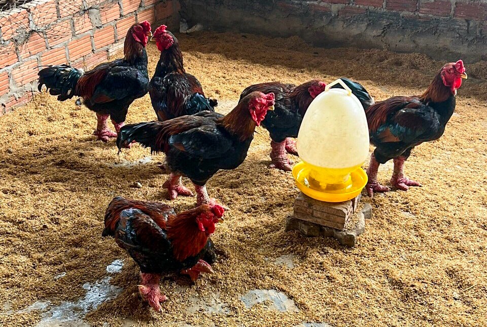 Nuôi gà chân khủng ở Đà Nẵng, bán tiền triệu mỗi con - 2