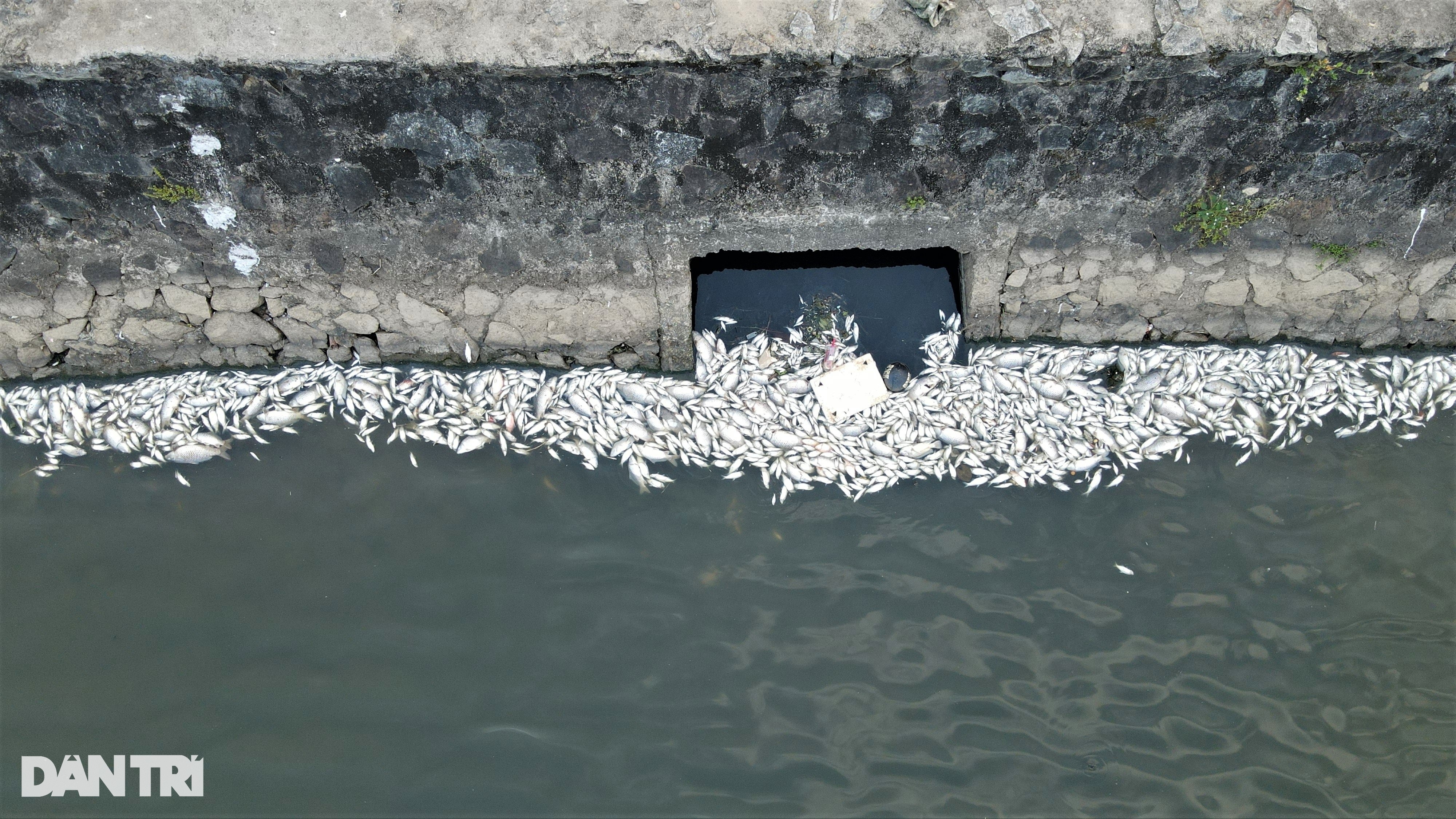 Cá chết hàng loạt nổi trắng ở hồ điều hòa lớn nhất thành phố Hà Tĩnh - 1
