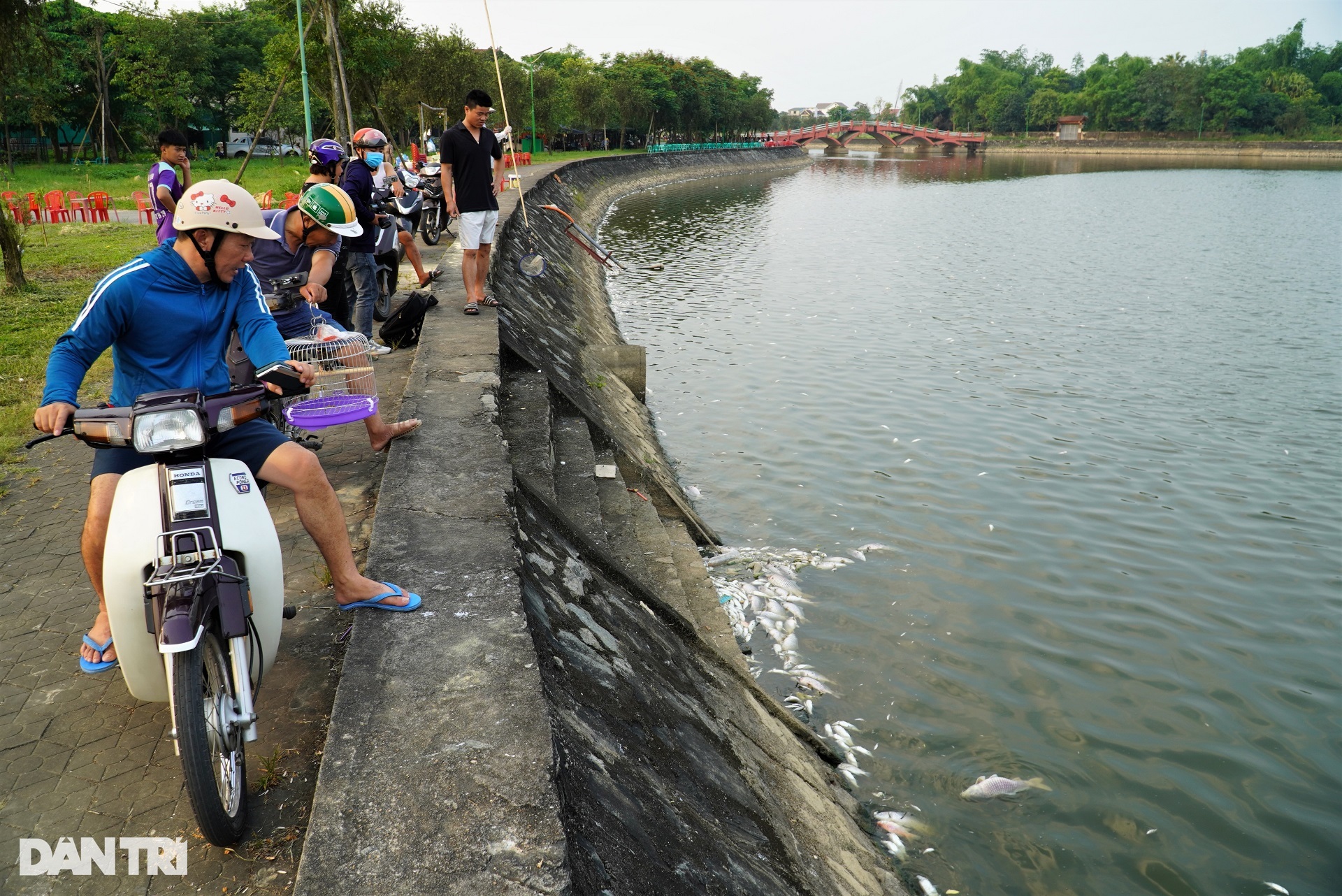 Cá chết hàng loạt nổi trắng ở hồ điều hòa lớn nhất thành phố Hà Tĩnh - 7