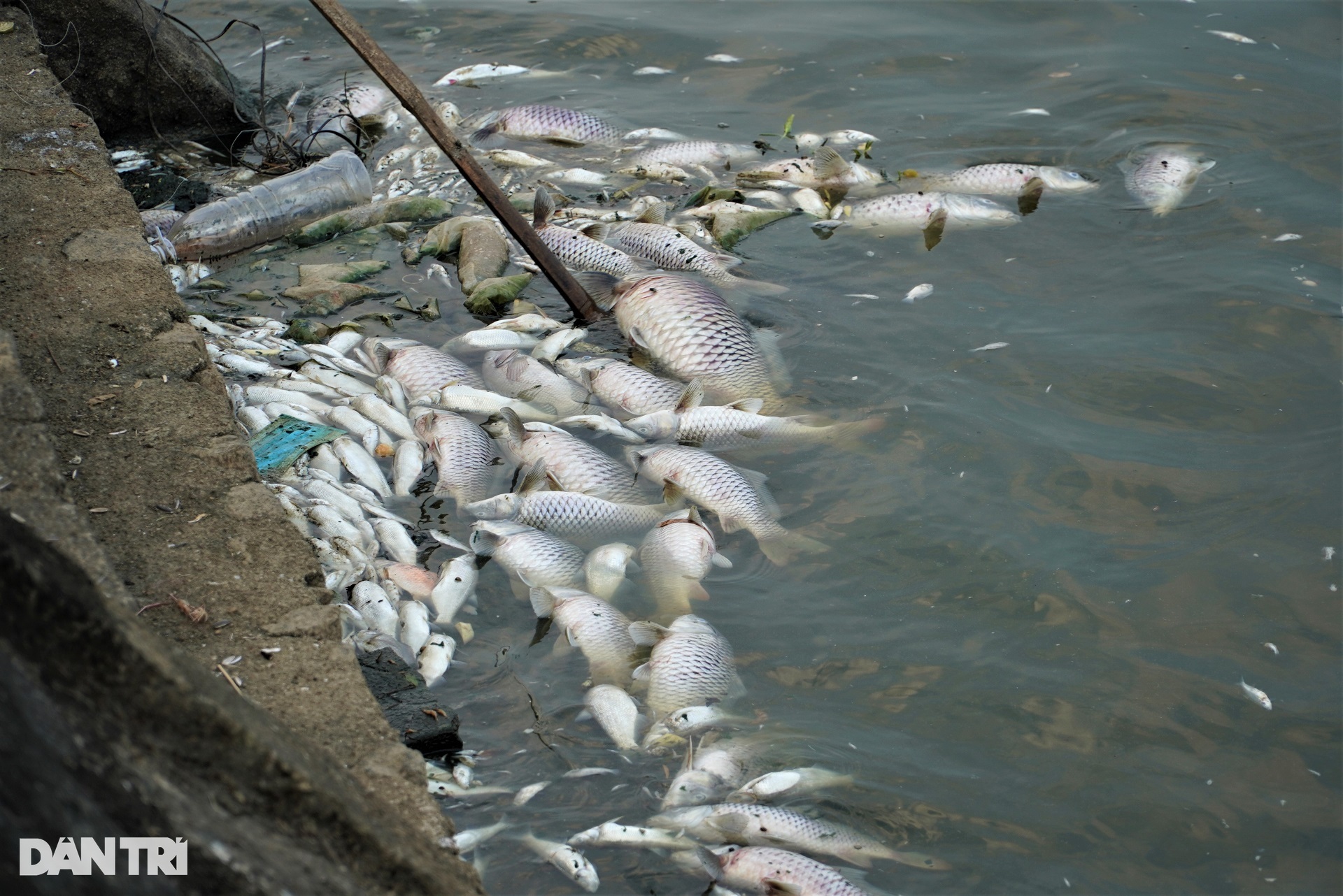 Cá chết hàng loạt nổi trắng ở hồ điều hòa lớn nhất thành phố Hà Tĩnh - 3