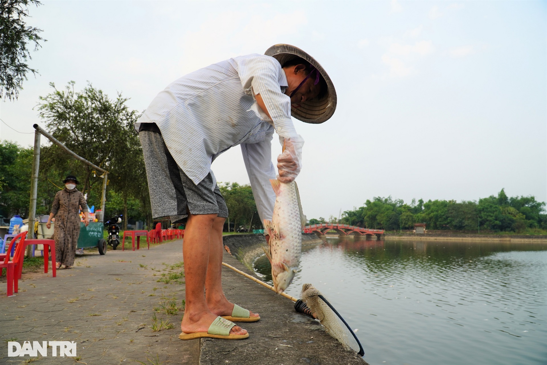 Cá chết hàng loạt nổi trắng ở hồ điều hòa lớn nhất thành phố Hà Tĩnh - 8