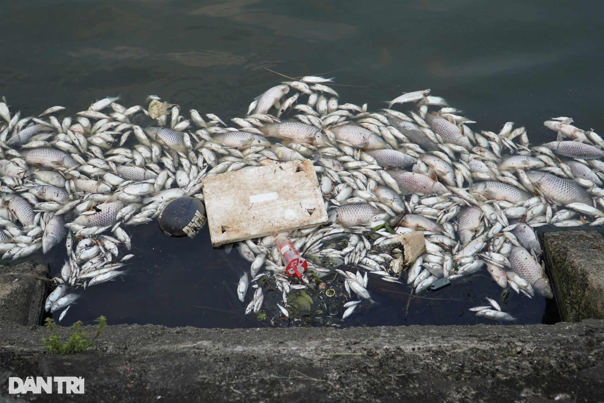Cá chết hàng loạt nổi trắng ở hồ điều hòa lớn nhất thành phố Hà Tĩnh - 5