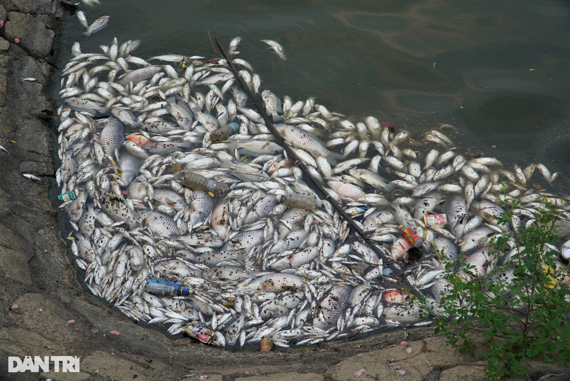 Cá chết hàng loạt nổi trắng ở hồ điều hòa lớn nhất thành phố Hà Tĩnh - 4