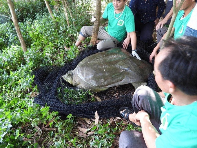 Lấy mẫu xét nghiệm tìm nguyên nhân rùa nặng gần 100kg chết ở hồ Đồng Mô - 1