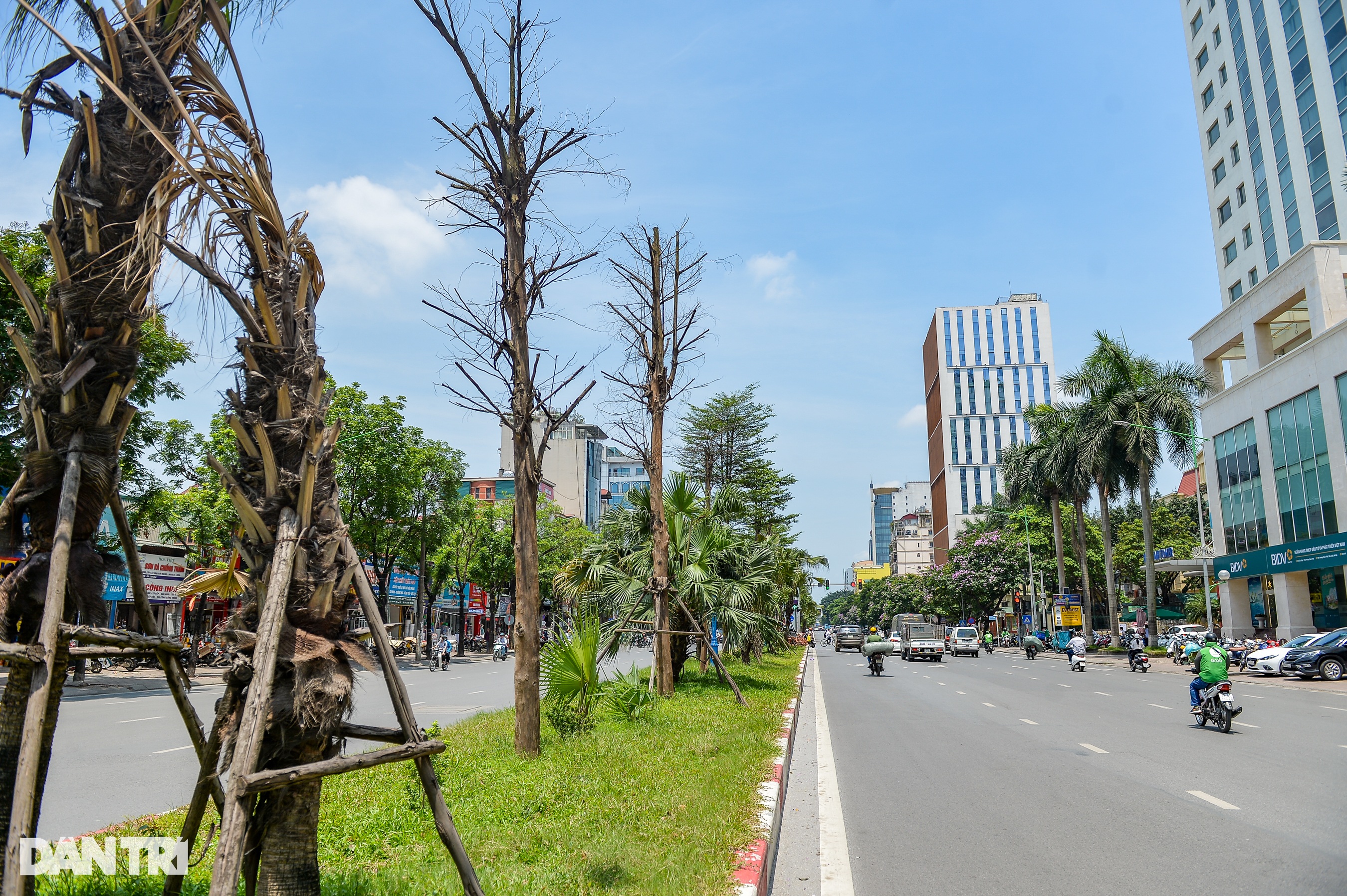 Hàng loạt cây có dấu hiệu chết khô, trụi lá ở Hà Nội - 5