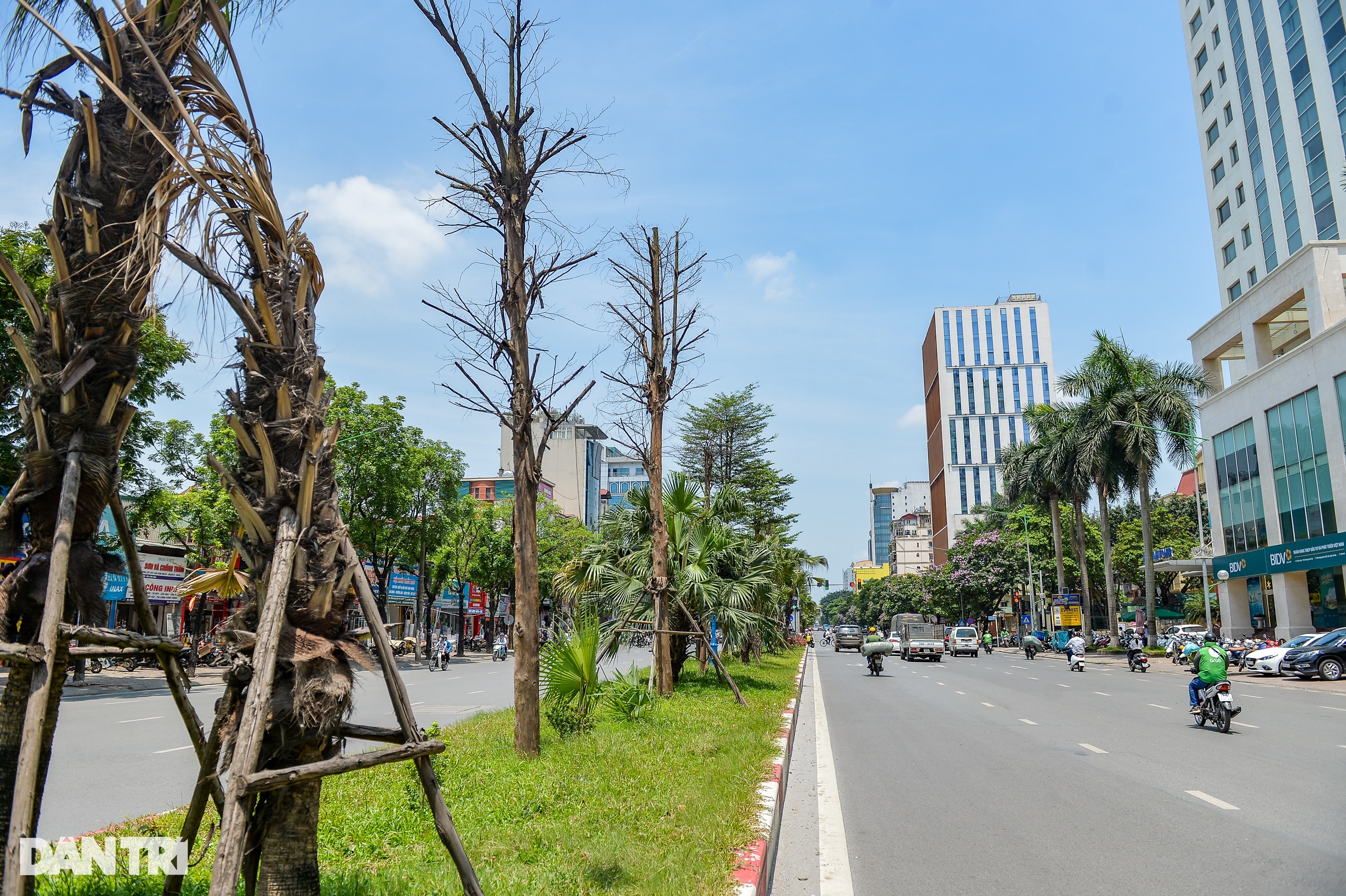 Hàng loạt cây có dấu hiệu chết khô, trụi lá ở Hà Nội - 5 Hàng loạt cây có dấu hiệu chết khô, trụi lá ở Hà Nội - 5