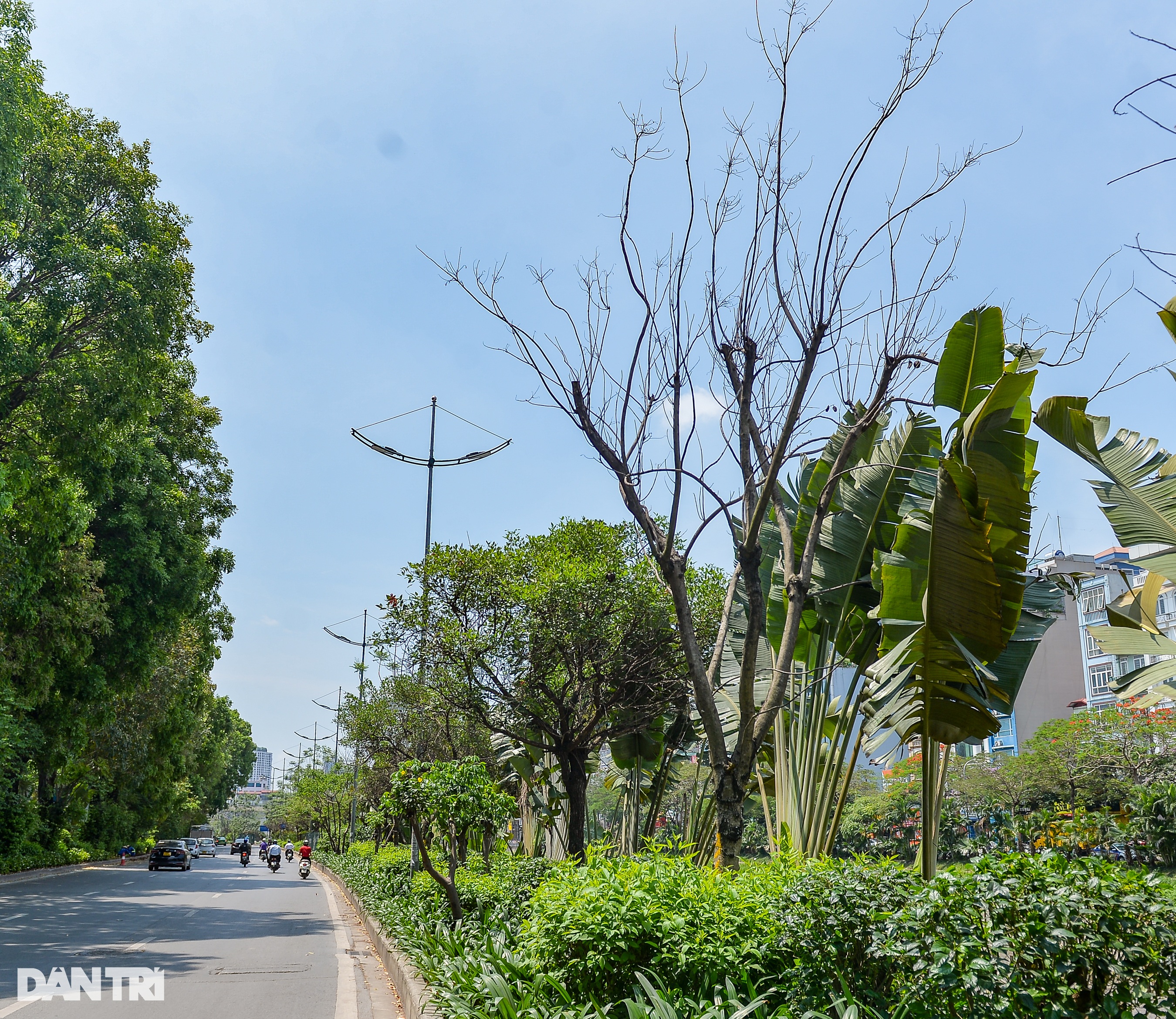 Hàng loạt cây có dấu hiệu chết khô, trụi lá ở Hà Nội - 2 Hàng loạt cây có dấu hiệu chết khô, trụi lá ở Hà Nội - 2