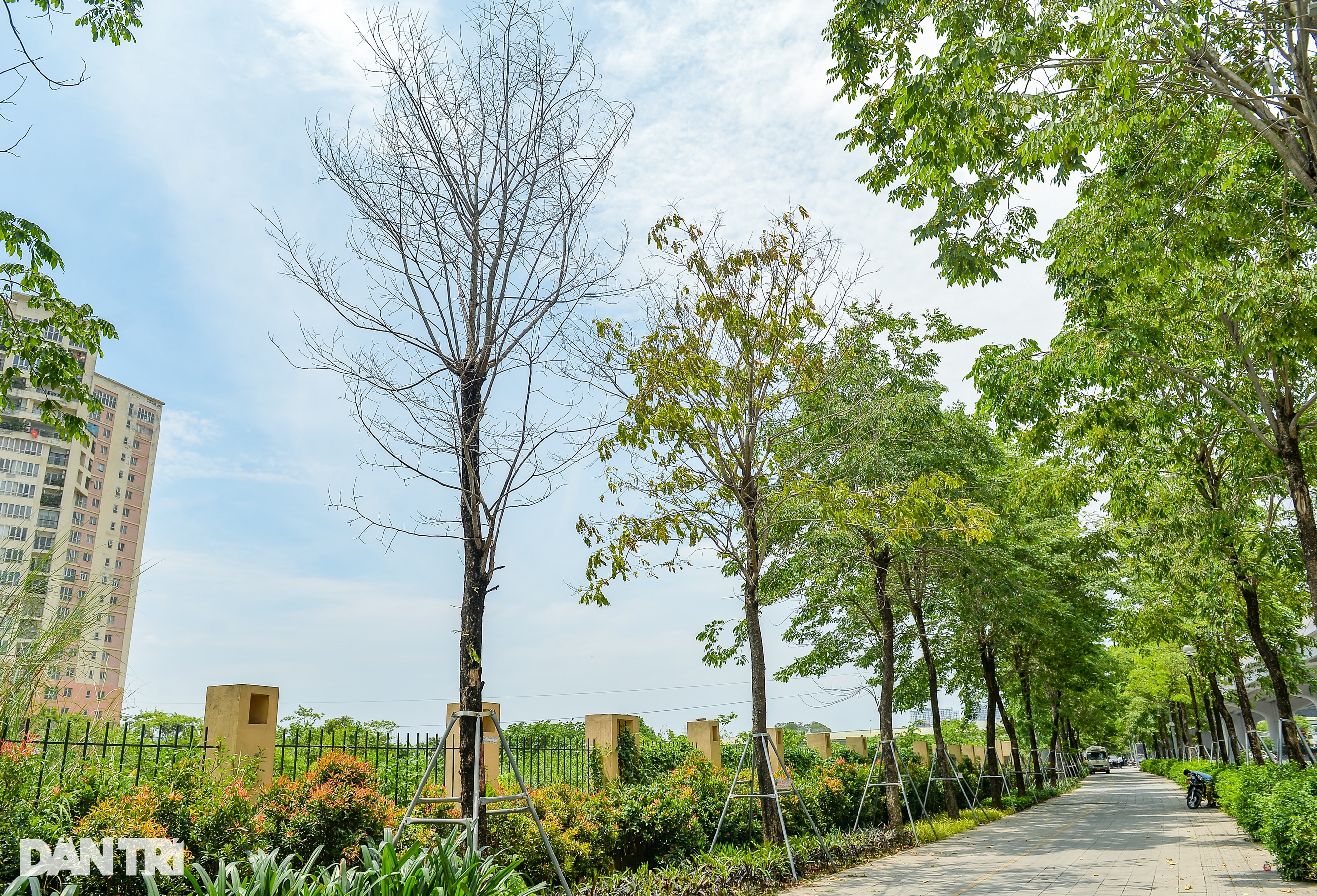 Hàng loạt cây có dấu hiệu chết khô, trụi lá ở Hà Nội - 7 Hàng loạt cây có dấu hiệu chết khô, trụi lá ở Hà Nội - 7
