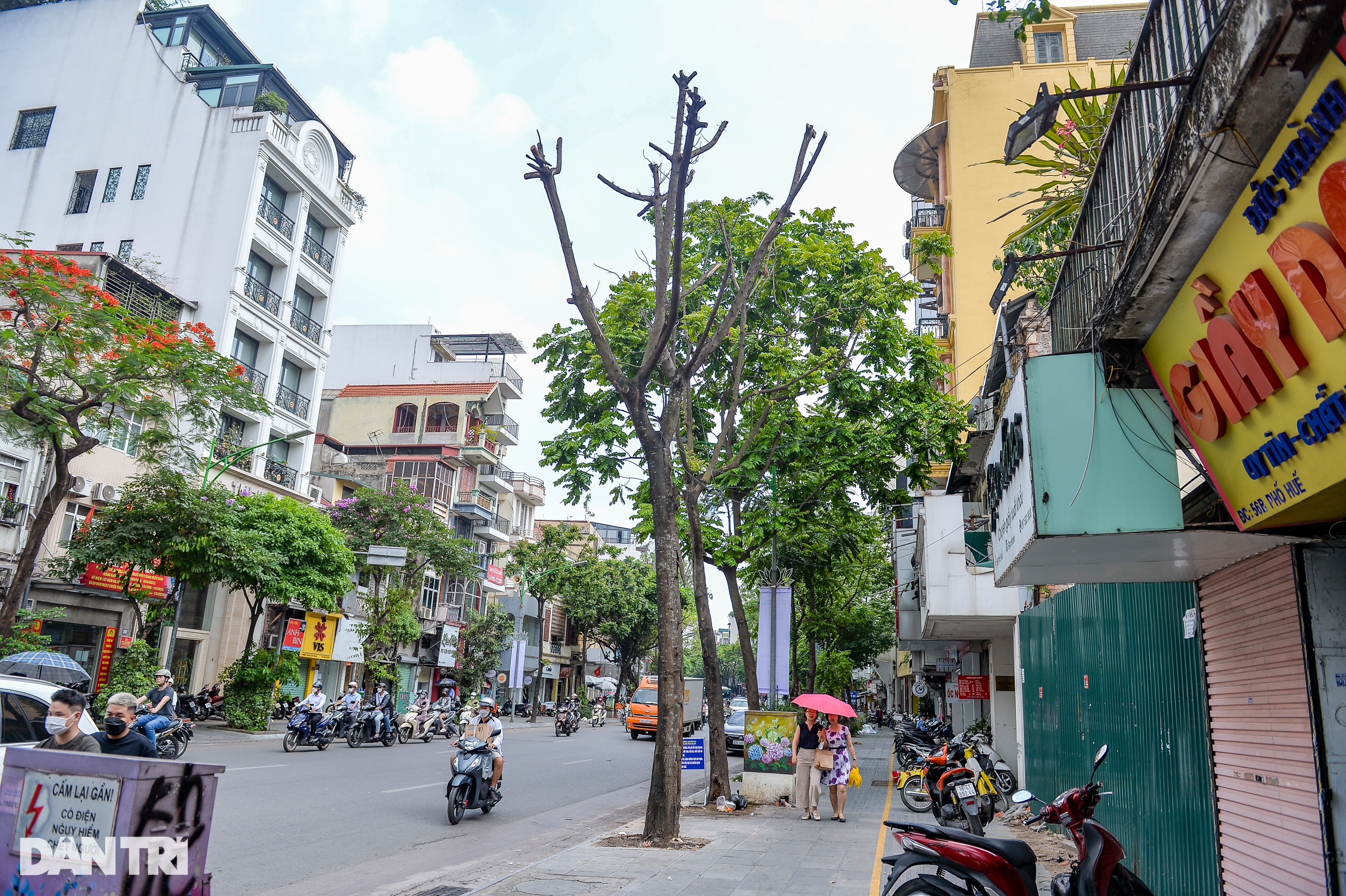Hàng loạt cây có dấu hiệu chết khô, trụi lá ở Hà Nội - 8 Hàng loạt cây có dấu hiệu chết khô, trụi lá ở Hà Nội - 8