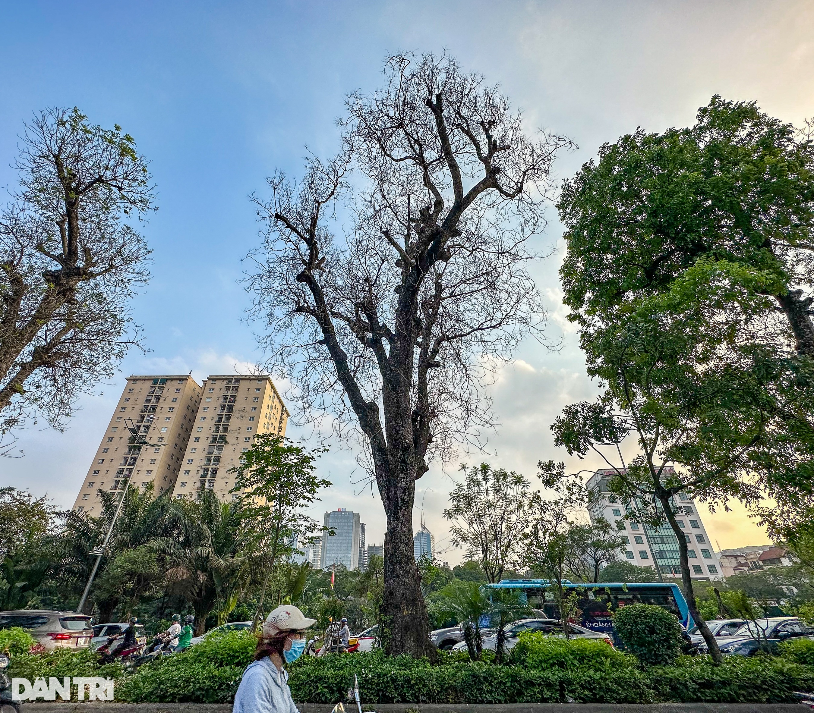 Hàng loạt cây có dấu hiệu chết khô, trụi lá ở Hà Nội - 1 Hàng loạt cây có dấu hiệu chết khô, trụi lá ở Hà Nội - 1