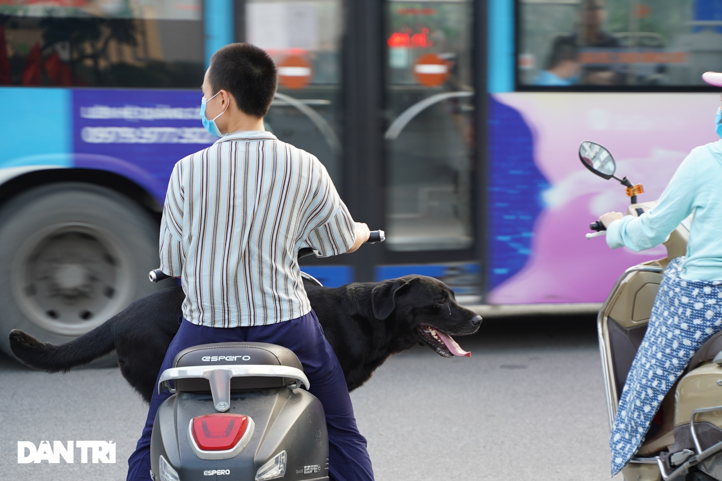 TPHCM chỉ đạo xử nghiêm việc không đeo rọ mõm chó khi đưa ra nơi công cộng - 1