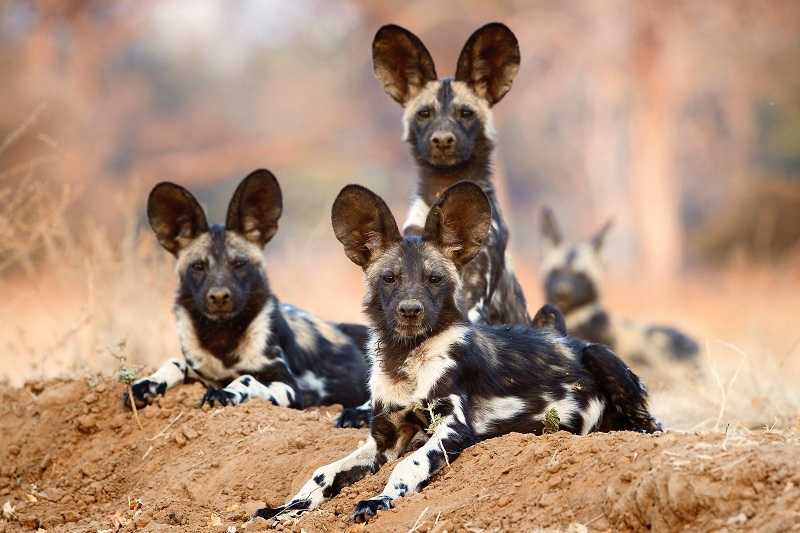 Chó hoang châu Phi có cách phối hợp ăn ý giữa các cá thể trong đàn khi đi săn hoặc khi tấn công kẻ thù (Ảnh: ASF).