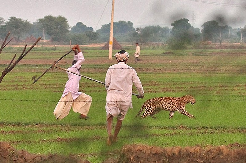 Người dân sống ở những ngôi làng gần rừng tại Ấn Độ thường xuyên phải đụng độ với báo hoa mai (Ảnh minh họa: CVIndia).